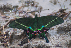 Papilio krishna