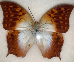Charaxes varanes