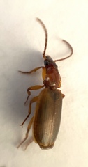 Cymindis punctigera