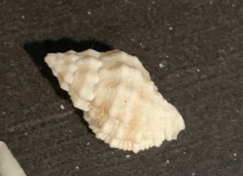 Pascula muricata