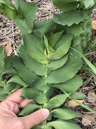 Round-leaved Hare's Ear (Bupleurum rotundifolium)