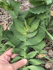 Bupleurum rotundifolium