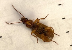 Cymindis punctigera