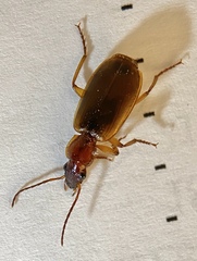 Cymindis punctigera