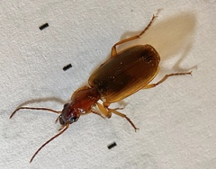 Cymindis punctigera