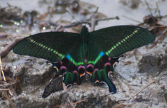 Papilio krishna
