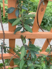 Lonicera sempervirens
