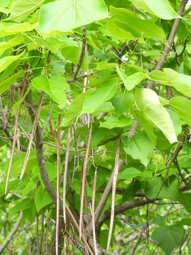Indian-bean