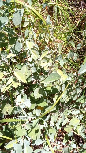 Abutilon incanum observed 2026-04-30