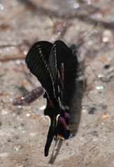 Papilio krishna