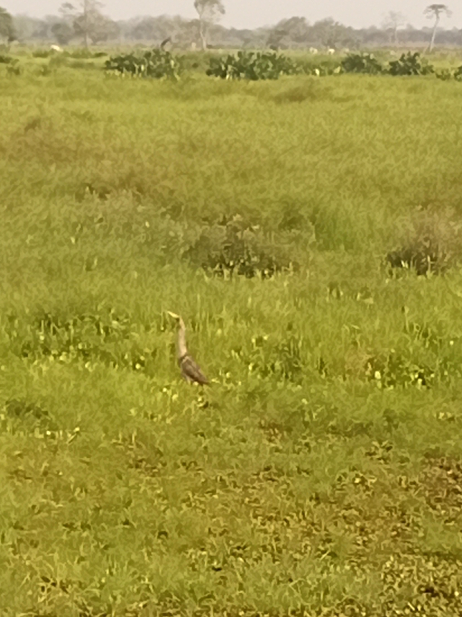 Pinnated Bittern (Botaurus pinnatus), photo 1
