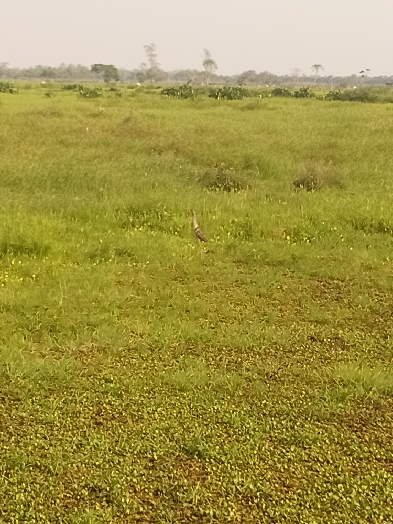 Pinnated Bittern (Botaurus pinnatus), photo 2
