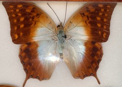 Charaxes varanes