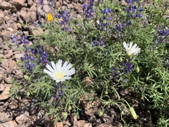 Calycoseris wrightii