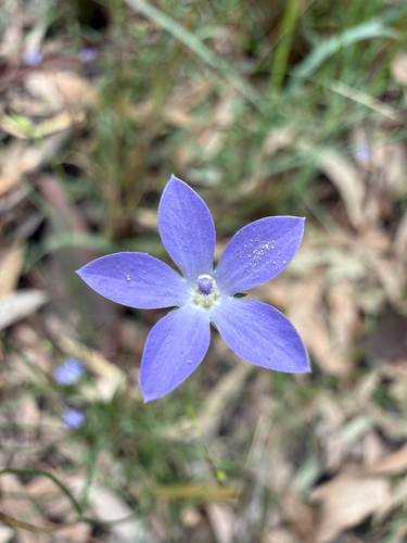 Wahlenbergia fluminalis