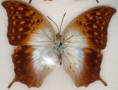 Charaxes varanes