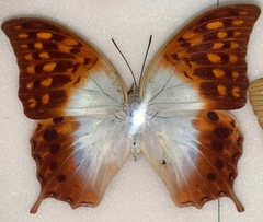 Charaxes varanes