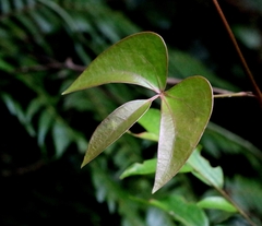 Sargentodoxa cuneata