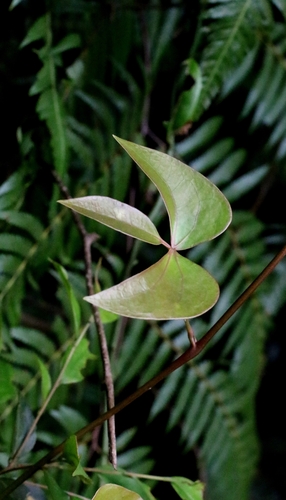 Sargentodoxa cuneata, photograph 1