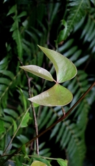 Sargentodoxa cuneata, photograph author not stated, no rights reserved