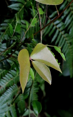 Sargentodoxa cuneata, photograph 2