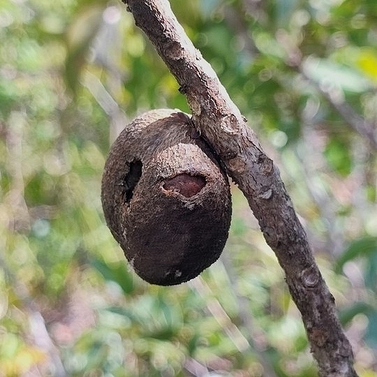 Pouteria torta; photograph (c) Thomaz Ricardo Favreto Sinani, some rights reserved (CC BY)