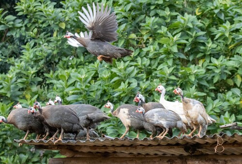 Helmeted Guineafowl