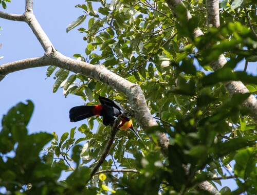Channel-billed Toucan