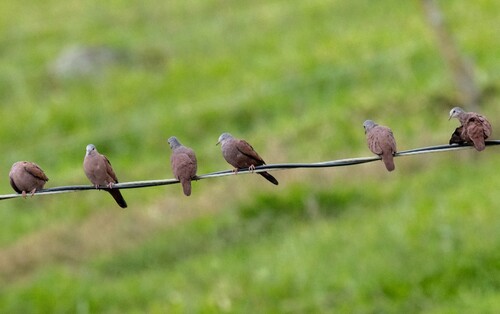 Ruddy Ground Dove