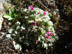 Nototriche flabellata