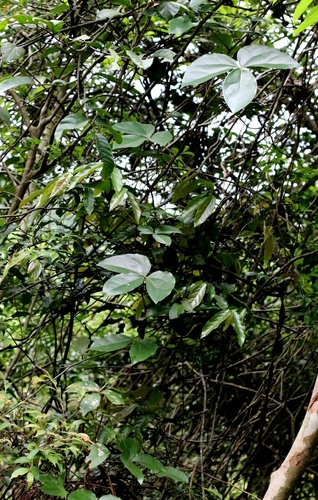 Sargentodoxa cuneata, photograph 3