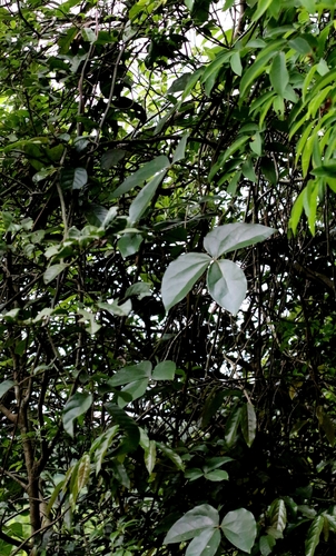 Sargentodoxa cuneata, photograph 4