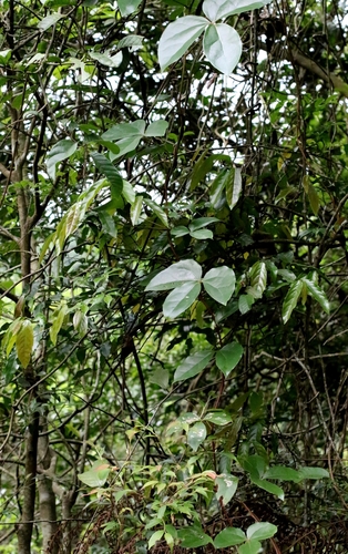 Sargentodoxa cuneata, photograph 5