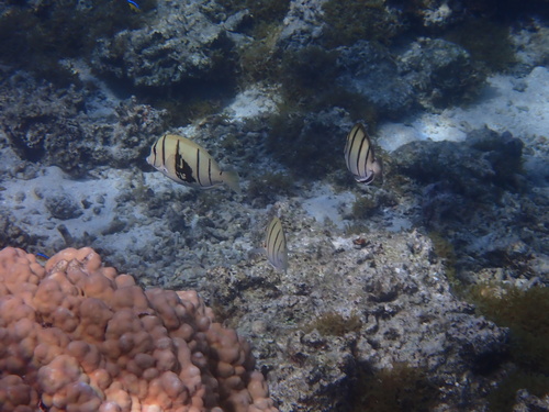 Acanthurus triostegus