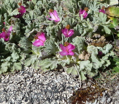 Nototriche flabellata