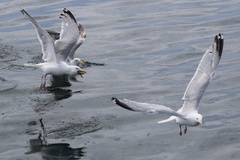 Larus argentatus image