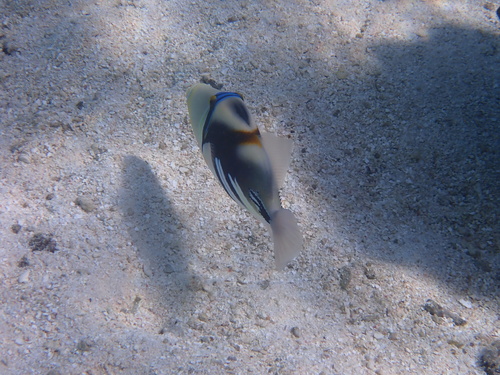 Rhinecanthus aculeatus
