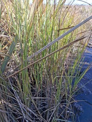 Caldwell's Club-rush (Bolboschoenus caldwellii)
