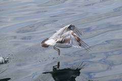 Larus argentatus image