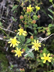 Senecio ilicifolius