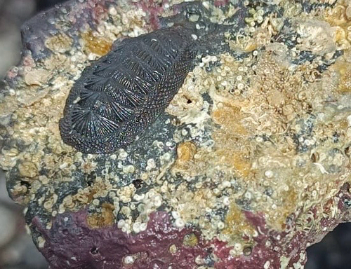 Radsia sulcatus