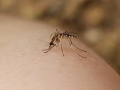 Aedes sticticus