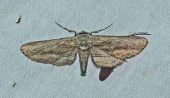 Holochroa dissociarius