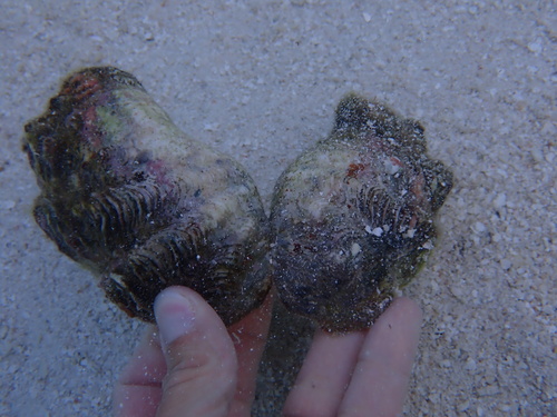 Tridacna maxima