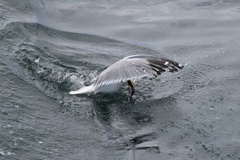 Larus argentatus image