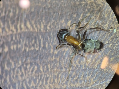 iNaturalist observation photo of Western Velvety Tree Ant