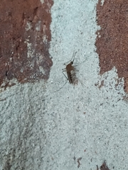 Aedes canadensis