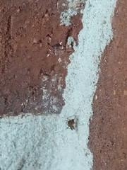 Aedes canadensis