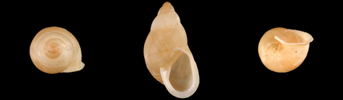 Tahitian Nodular Partula