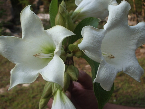 Beaumontia grandiflora